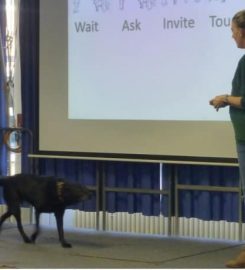 Katie Brill Positive Dog Training