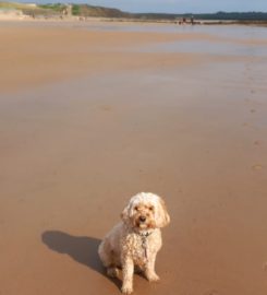 Pets, Homes and Gardens – Whitley Bay