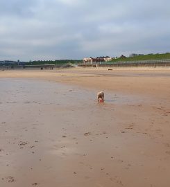 Pets, Homes and Gardens – Whitley Bay