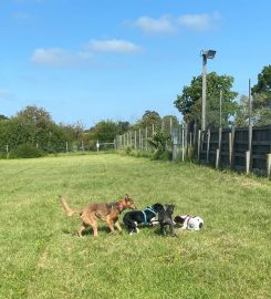 Pershore And Evesham Puppy School