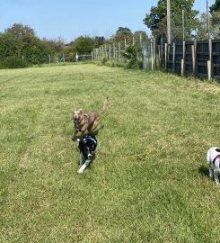 Pershore And Evesham Puppy School