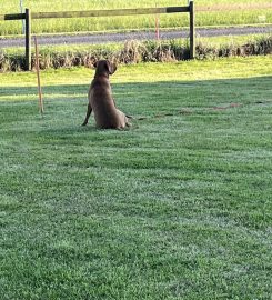 Nettlehurst Puppy School and Training Centre