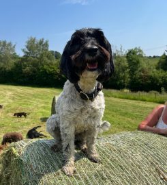 Doggy Doos Dog Day Care & Grooming