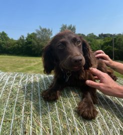 Doggy Doos Dog Day Care & Grooming