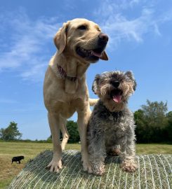 Doggy Doos Dog Day Care & Grooming