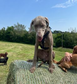 Doggy Doos Dog Day Care & Grooming