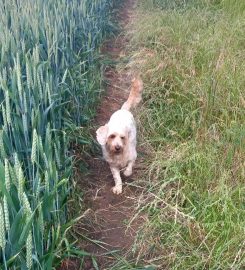 Bolsover Bark & Ride