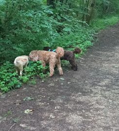 Bolsover Bark & Ride