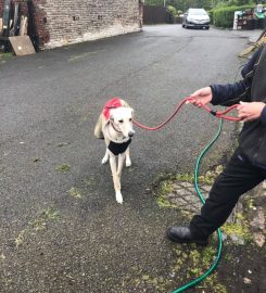 Forest Farm Dog Care