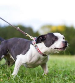 Forest Farm Dog Care