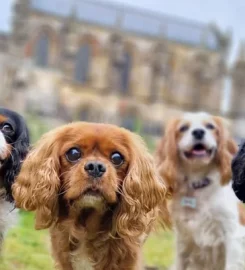 Happy Home Dog Boarding