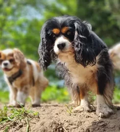 Happy Home Dog Boarding