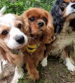 Happy Home Dog Boarding