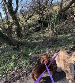 Happy Walkies on the Wirral