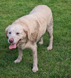 Happy Barkers Dog Walking Services