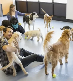 Four Paws Daycare