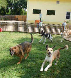 Doggy Cabin Daycare