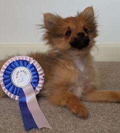 Puppy School Sheppey