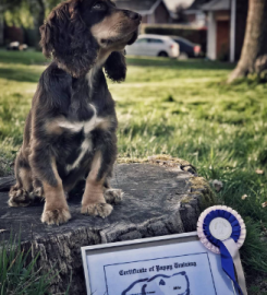 Puppy School Sheppey