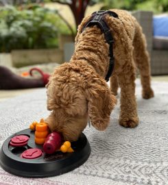 Bed and Bone Boarding