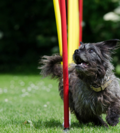 Boomerang Dogs