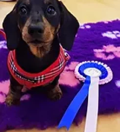 Pershore And Evesham Puppy School