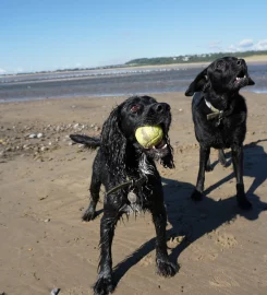 Daisy Dog Training