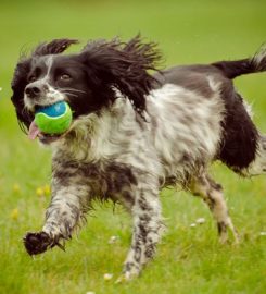 Daisy Dog Training