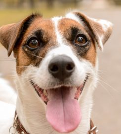 Heidi’s Happy Hounds