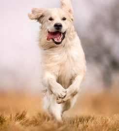 Heidi’s Happy Hounds