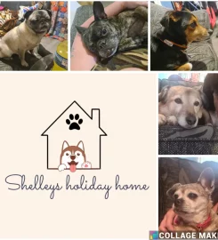 Shelley’s Holiday Hotel For Dogs