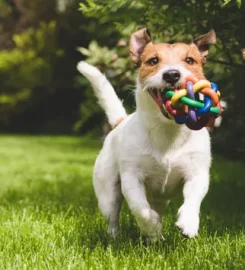 Paws For Thought Doggy Day Care and Home Dog Boarding