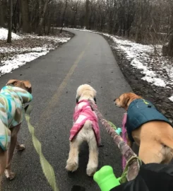 Pawsome Pet Boarding and Day Care