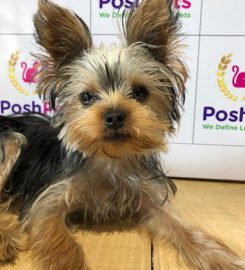 Poshpups Pet Services