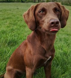 Daisy's Puppy Training