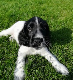 Daisy's Puppy Training