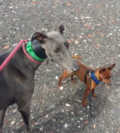 Daisybank Boarding Kennels