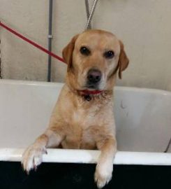 Daisybank Boarding Kennels