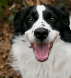 Lucy Ward Dog Training