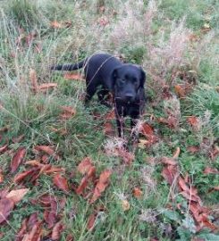 Daisybank Boarding Kennels