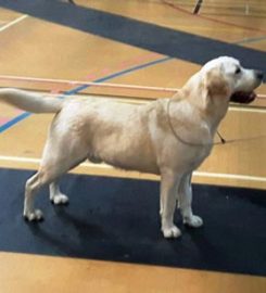 Lyanne Boarding Kennels