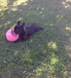 Formby Boarding Kennels & Cattery