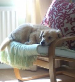 Little Brown Doggie; Dog Walking & Pet Sitting, South Durham