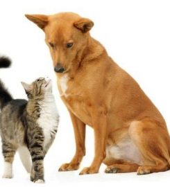 Reddicap Kennels & Catteries Ltd