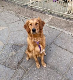 Gaytonwood Gundogs