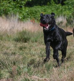 Bark in the park