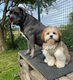 Tollgate Kennels & Cattery