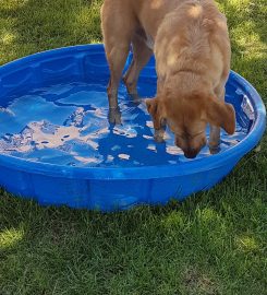 Woofstock Kennels