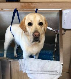 Eshiels Gundogs Boarding and Training Kennels