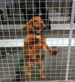 Astleys Farm Boarding Kennels